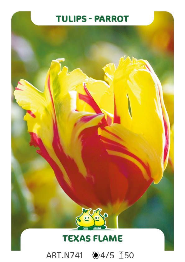 Tulp Texas Flame