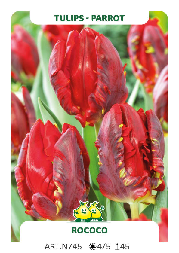 Tulp Rococo