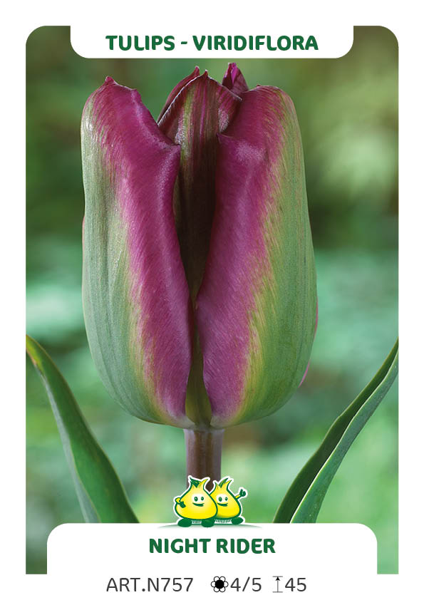 Tulp Night Rider