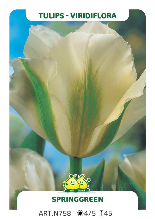 Tulp Spring Green
