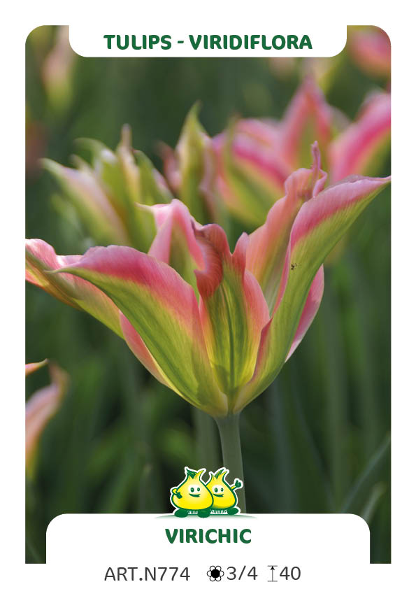 Tulp Virichic