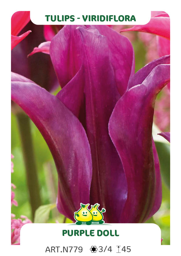 Tulp Purple Doll