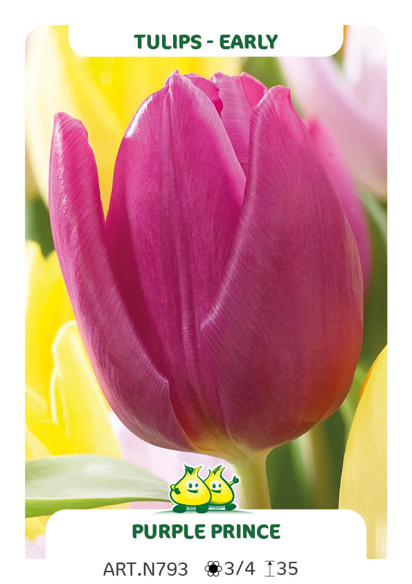 Tulp Purple Prince