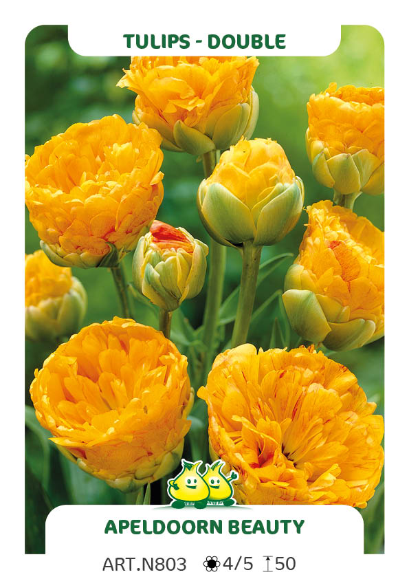 Tulp Double Apeldoorn Beauty