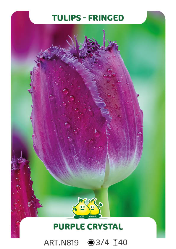 Tulp Purple Crystal