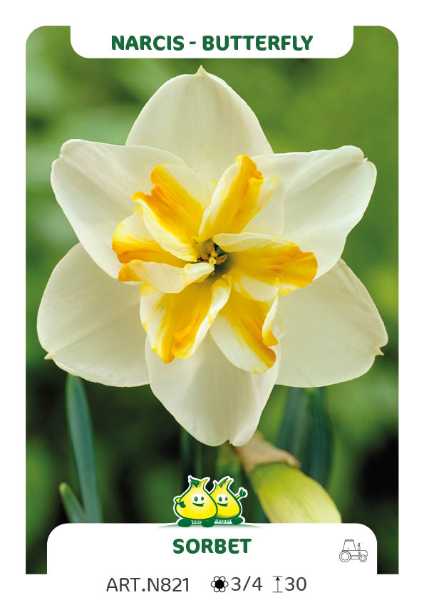 Narcis Sorbet