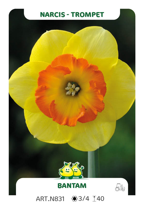 Narcis Bantam
