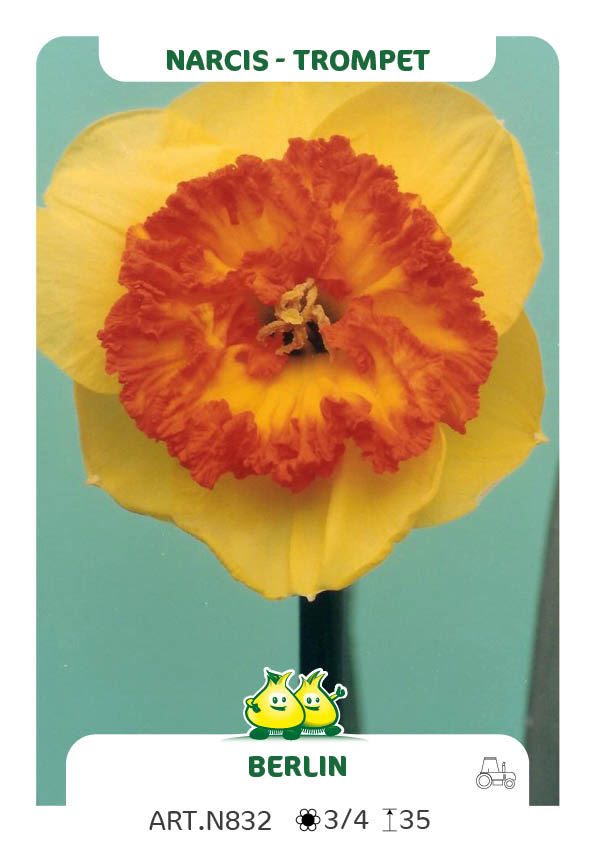Narcis Berlin