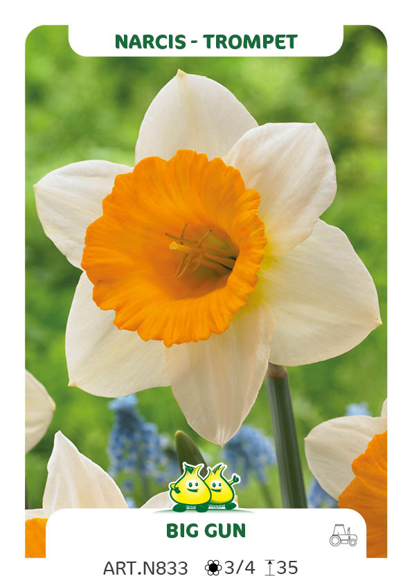 Narcis Big Gun