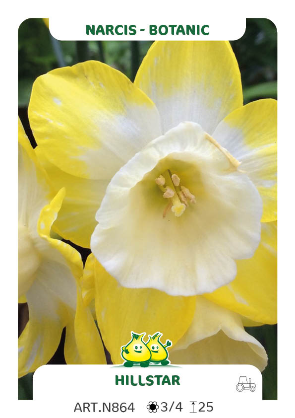 Narcis Bot Hillstar