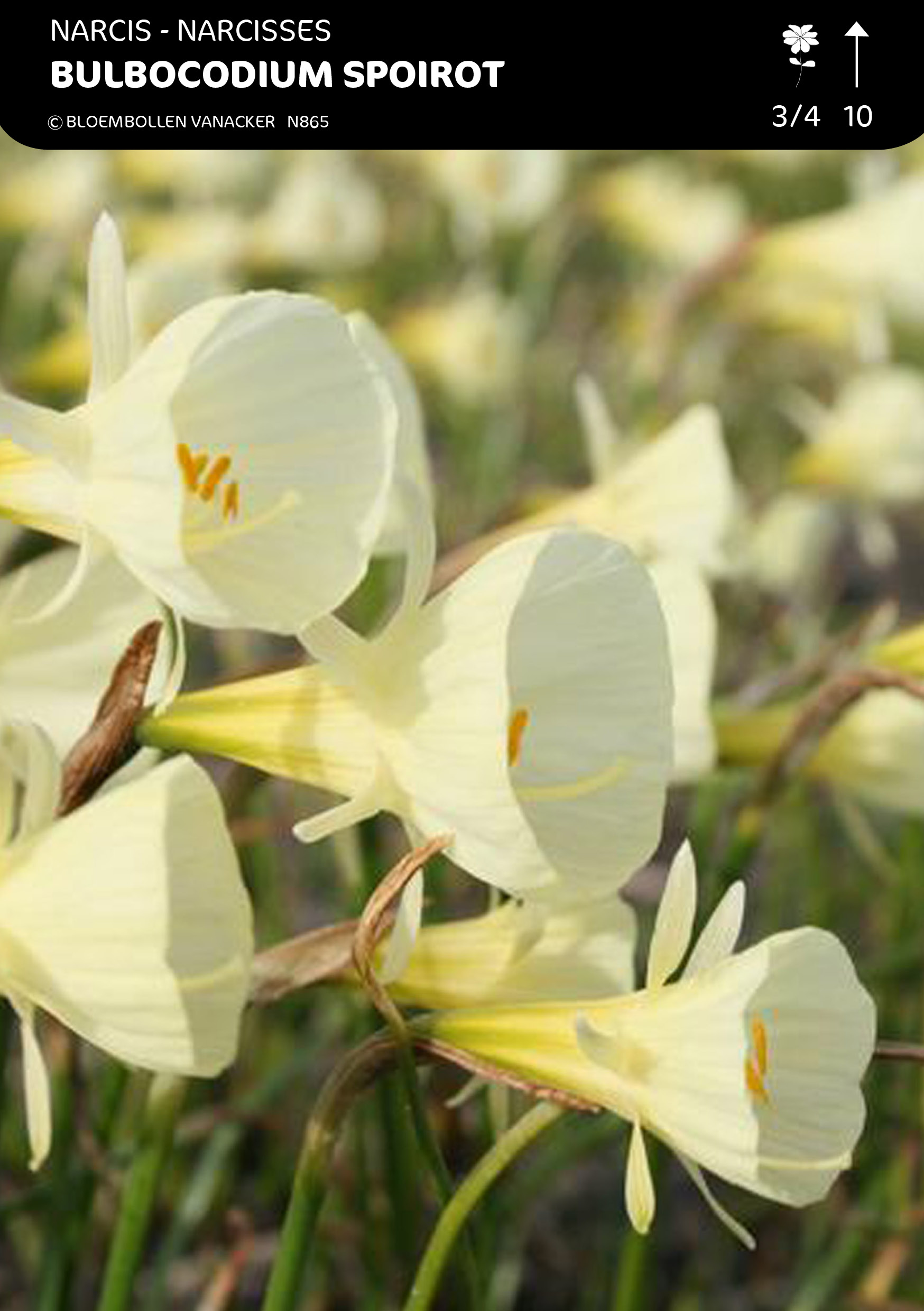 Narcis Bot. Bulbocodium Golden Bels Spoirot