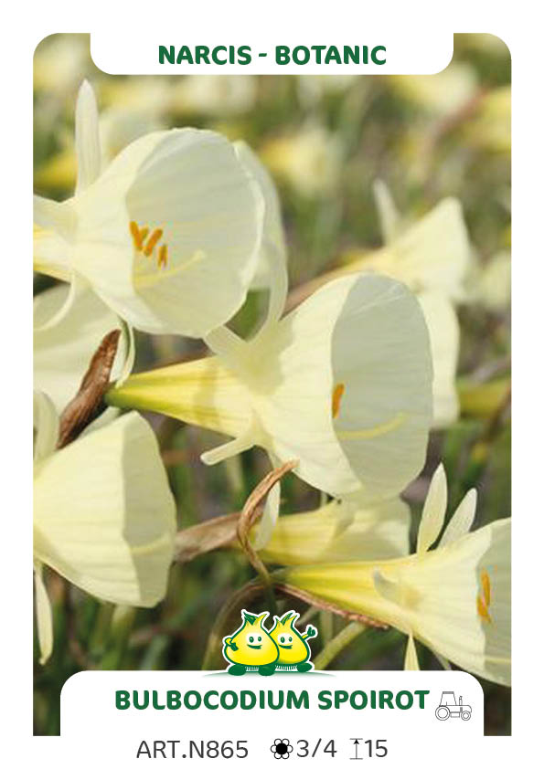 Narcis Bot. Bulbocodium Golden Bels Spoirot