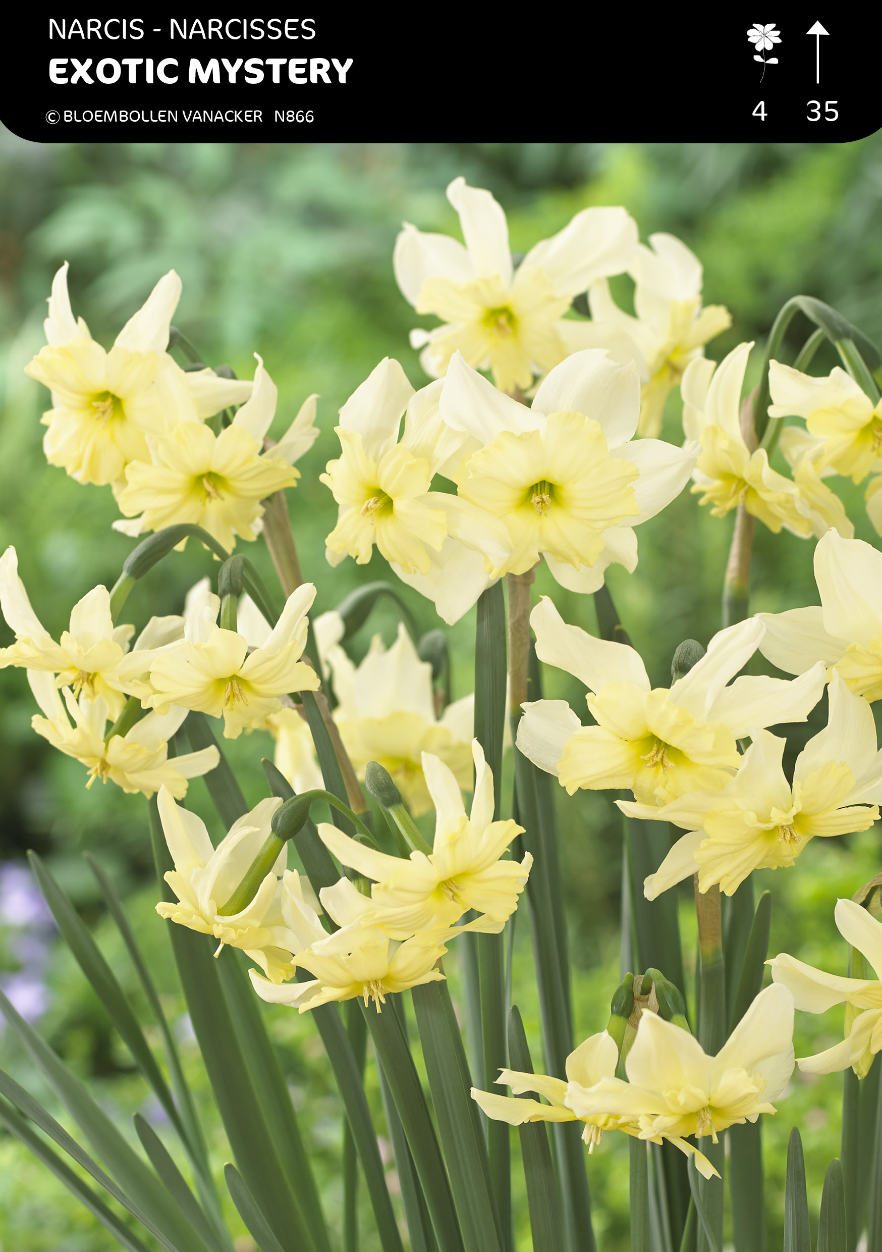 Narcis Exotic Mystery
