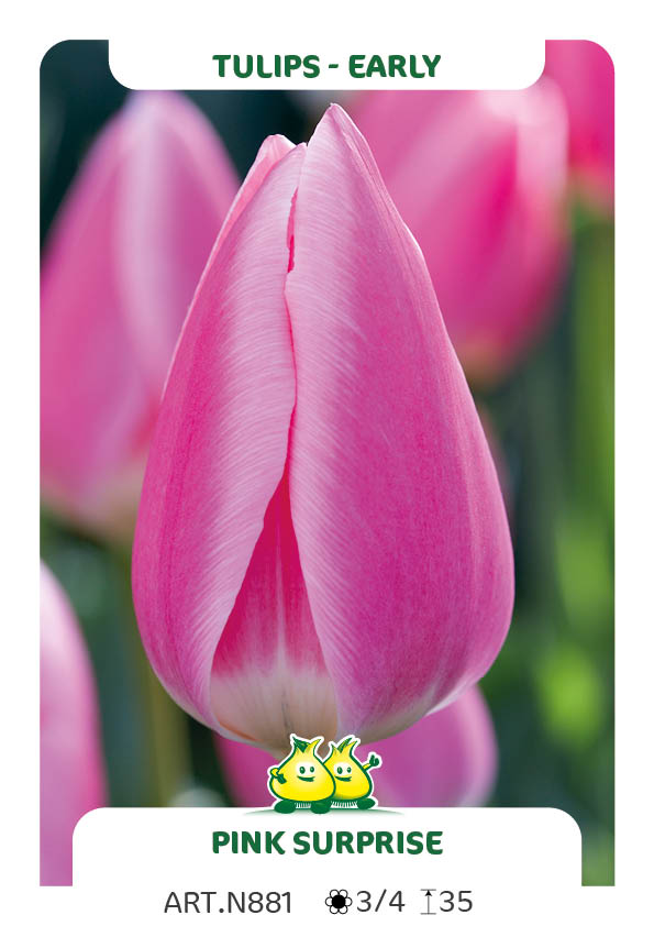 Tulp Pink Surprice