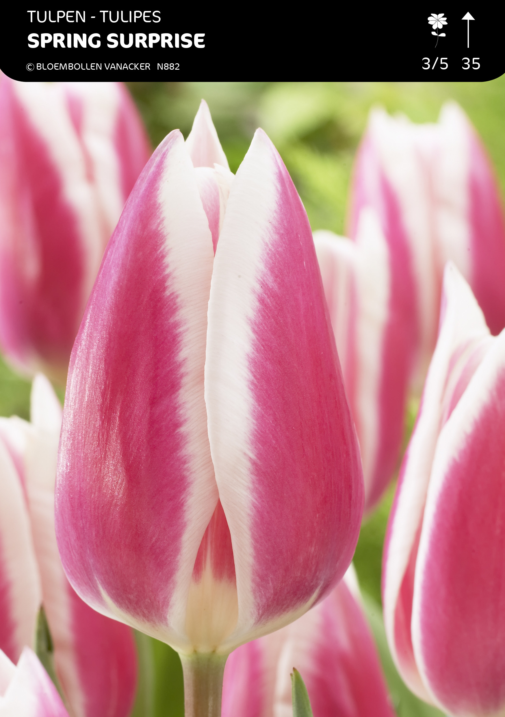 Tulp Spring Surprice
