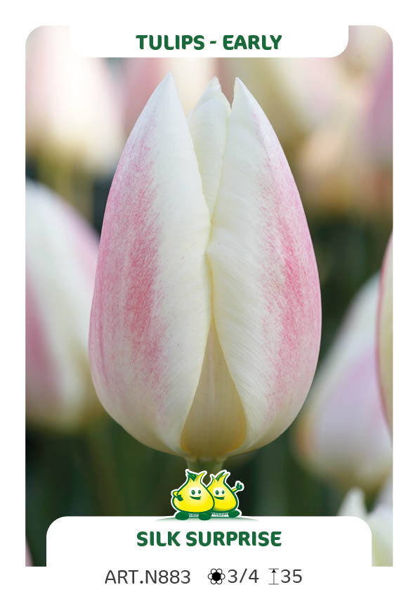 Tulp Silk Surprice