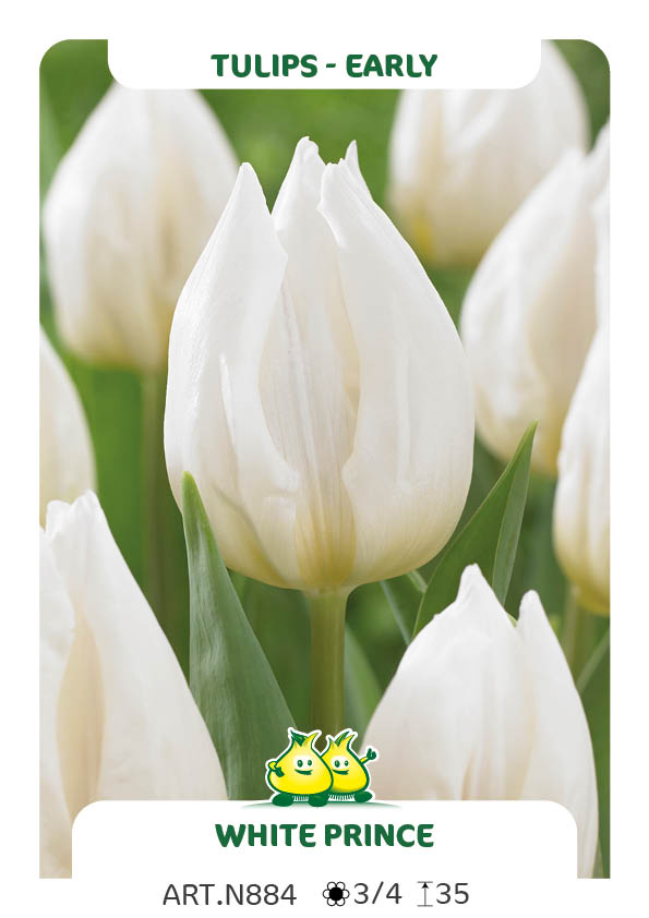 Tulp White Prince