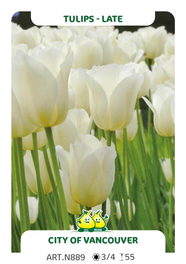 Tulpen City Of Vancouver