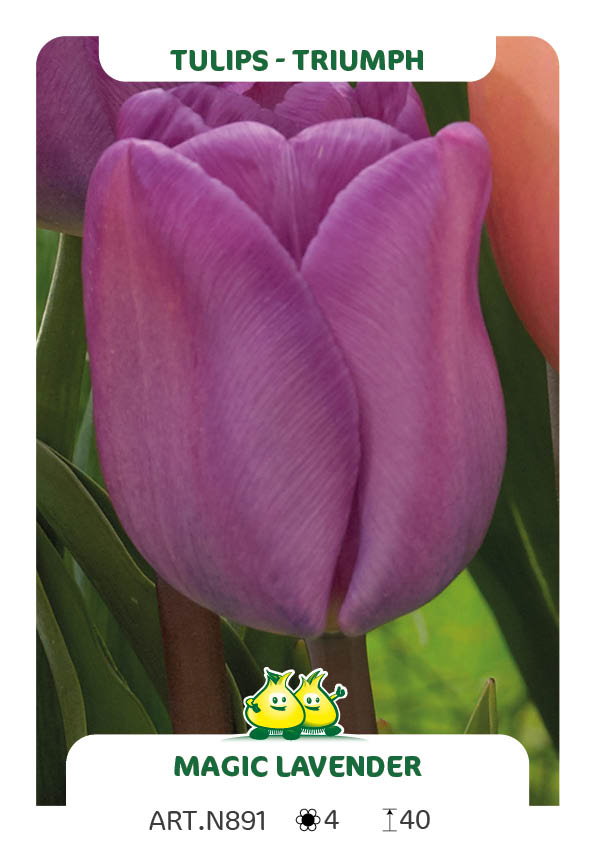 Tulpen Magic Lavender