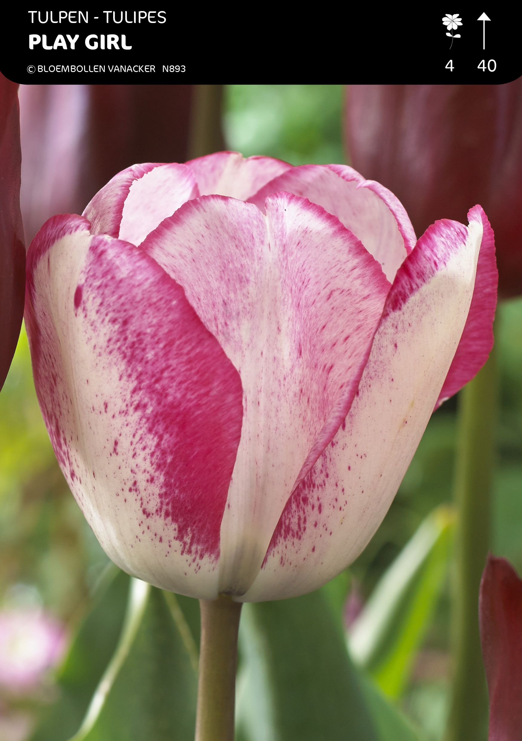 Tulpen Play Girl