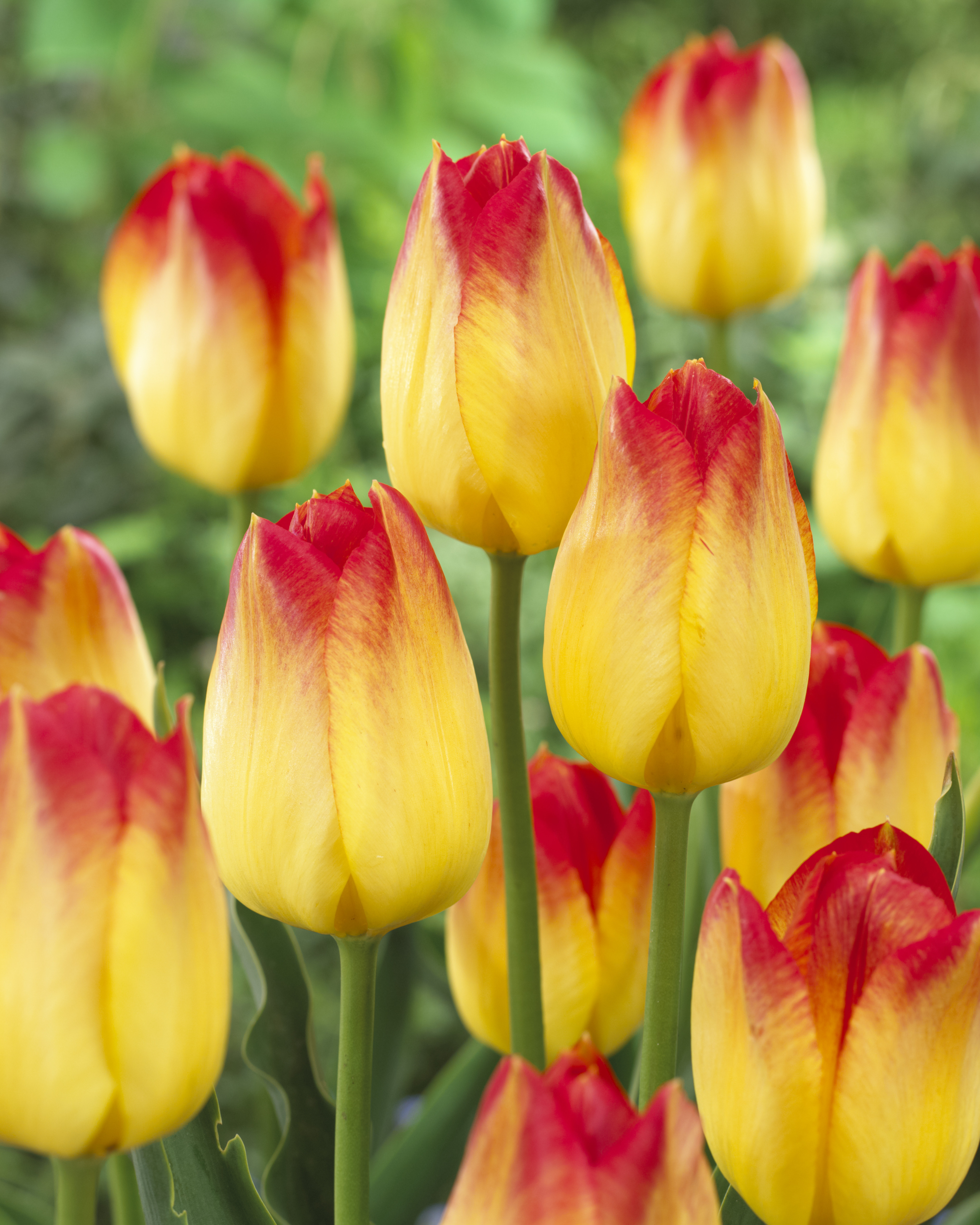 Tulpen Suncatcher