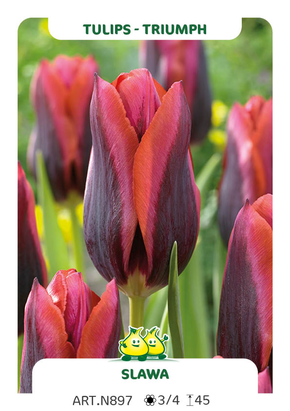 Tulpen Slawa