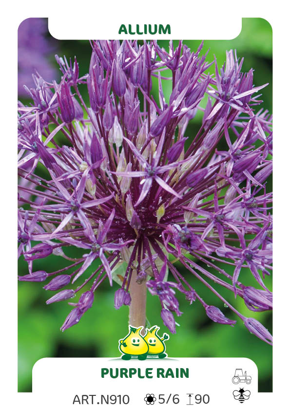 Allium Purple Rain