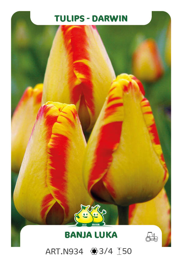 Tulpen Banja Luka