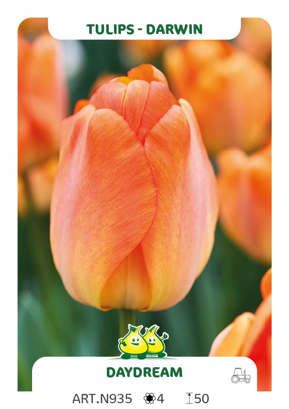 Tulpen Daydream