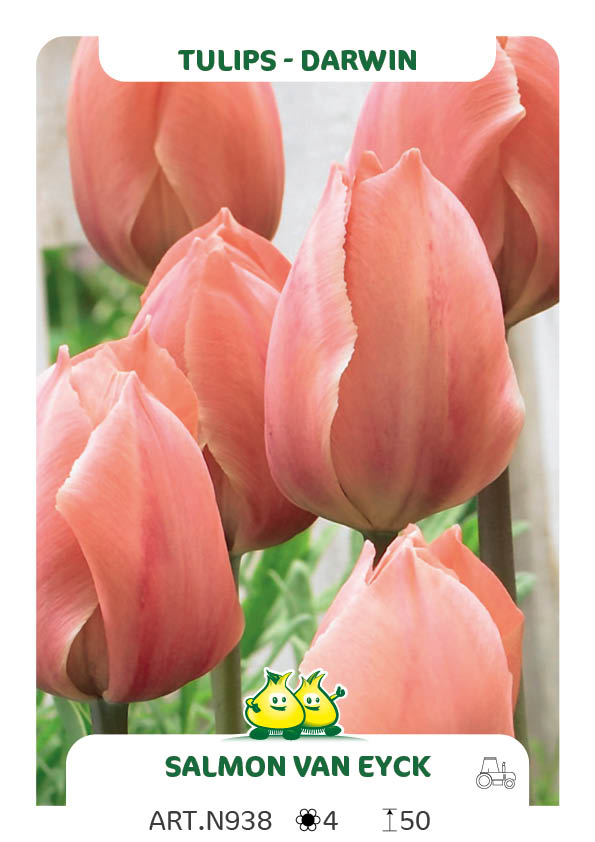 Tulpen Salmon Van Eijk