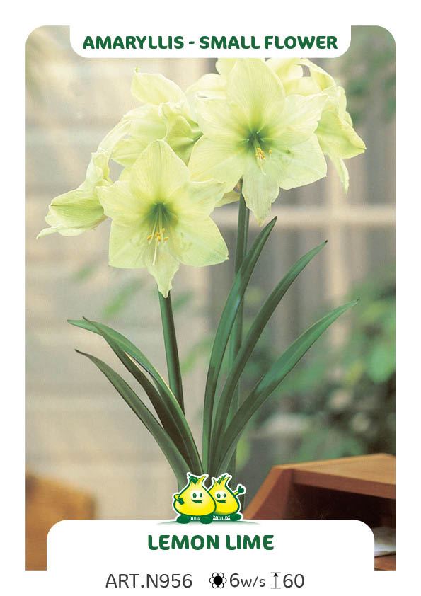 Amarylis Lemon Lime