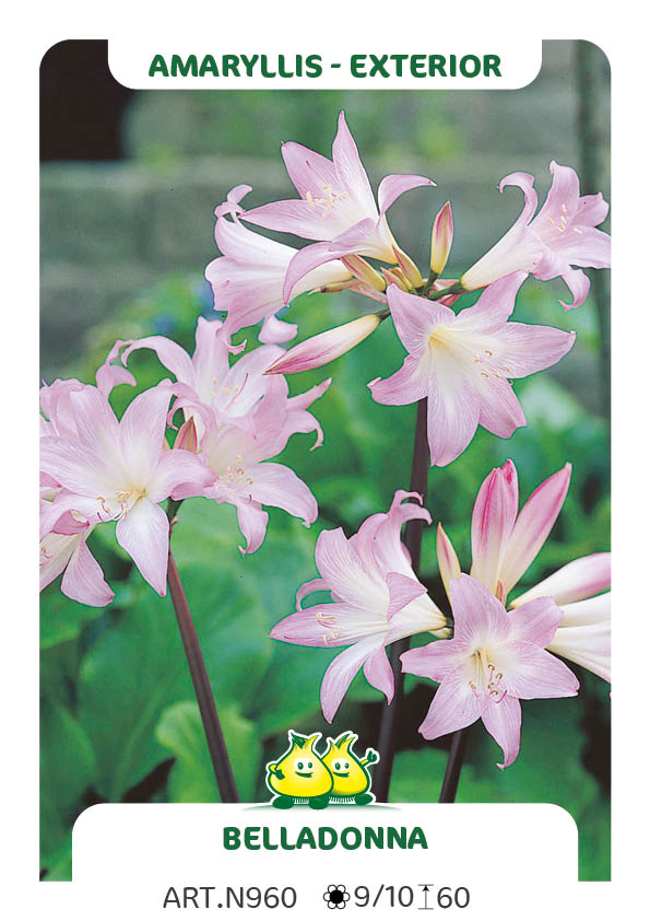 Amarylis Belladonna