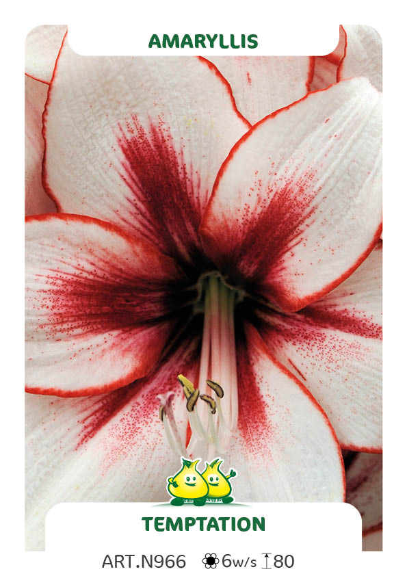 Amarylis Temptation