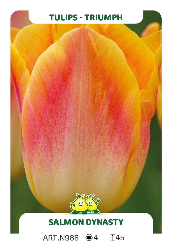 Tulpen Salmon Dynasty