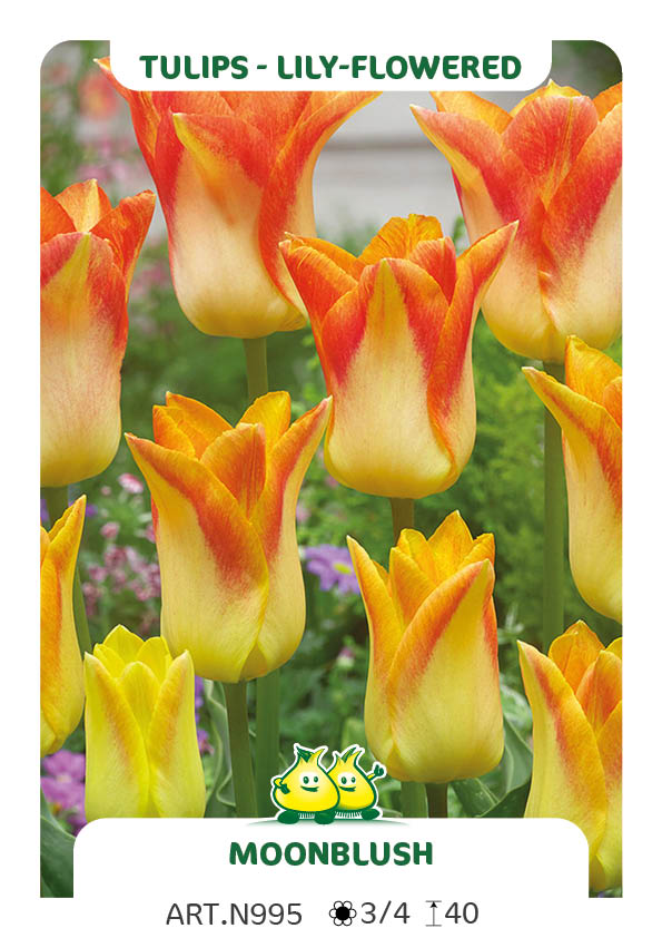 Tulp Moonblush