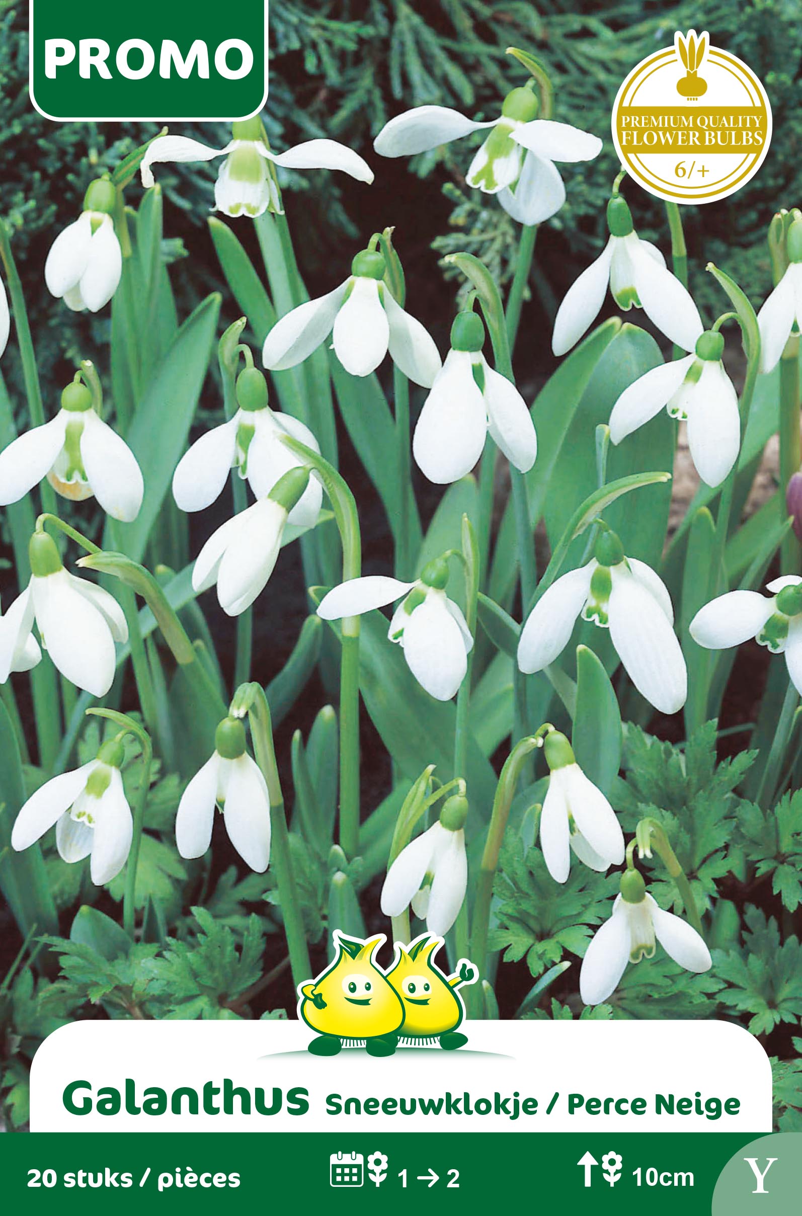 ZAKJES GALANTHUS 20 STUKS Y