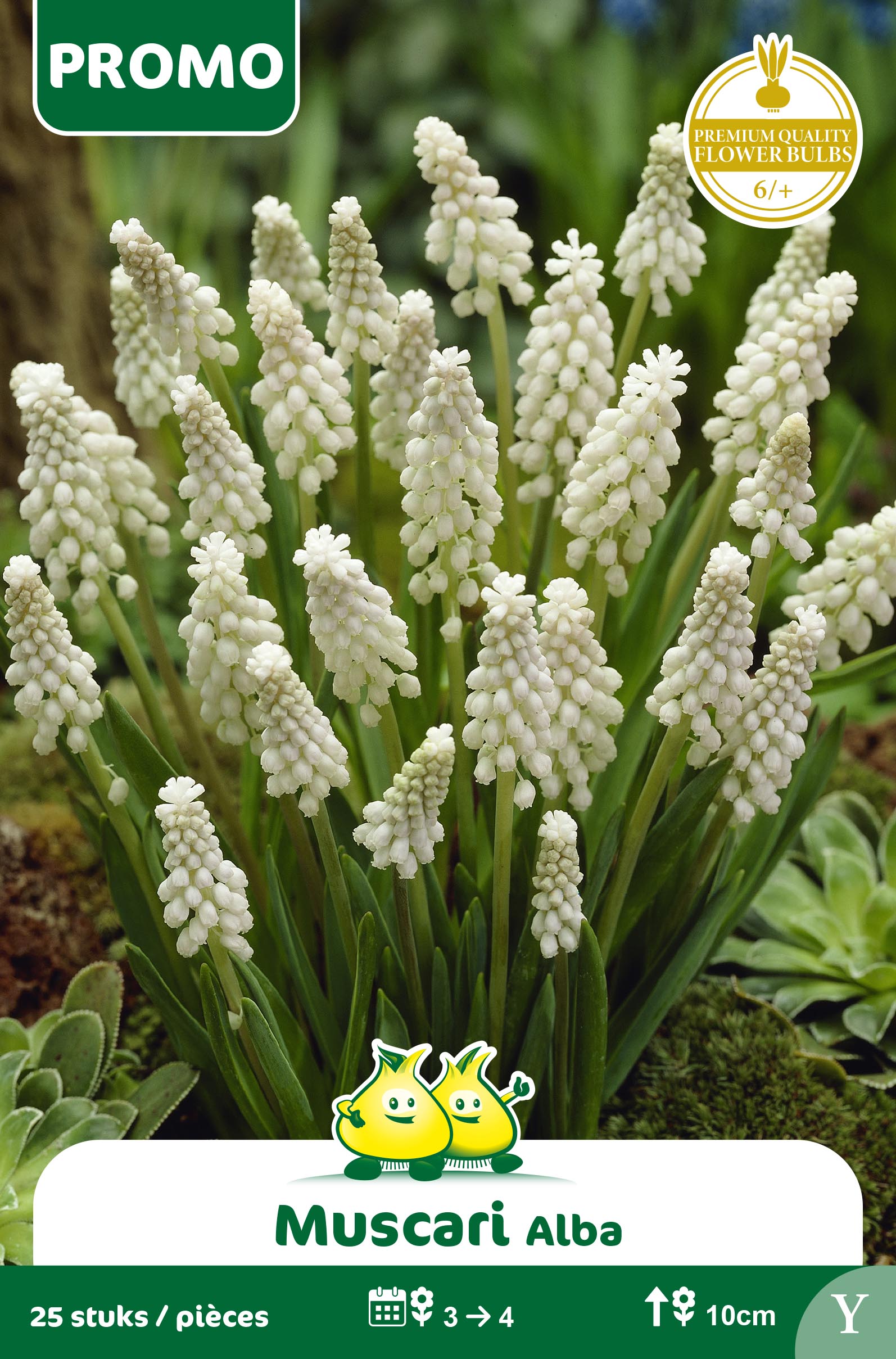 SACHET MUSCARI ALBA 25 P. X
