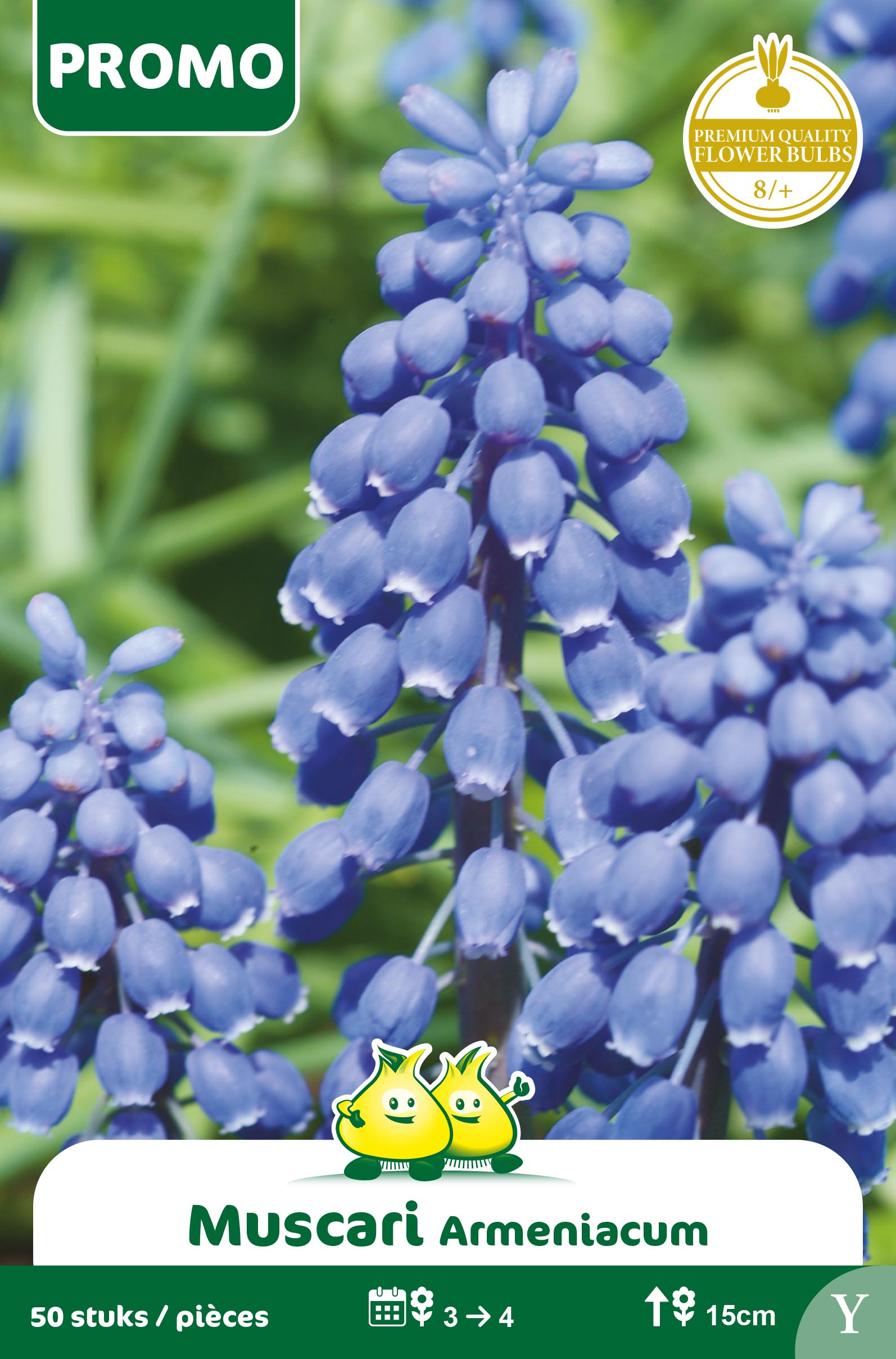 ZAKJES MUSCARI 50 ST Y