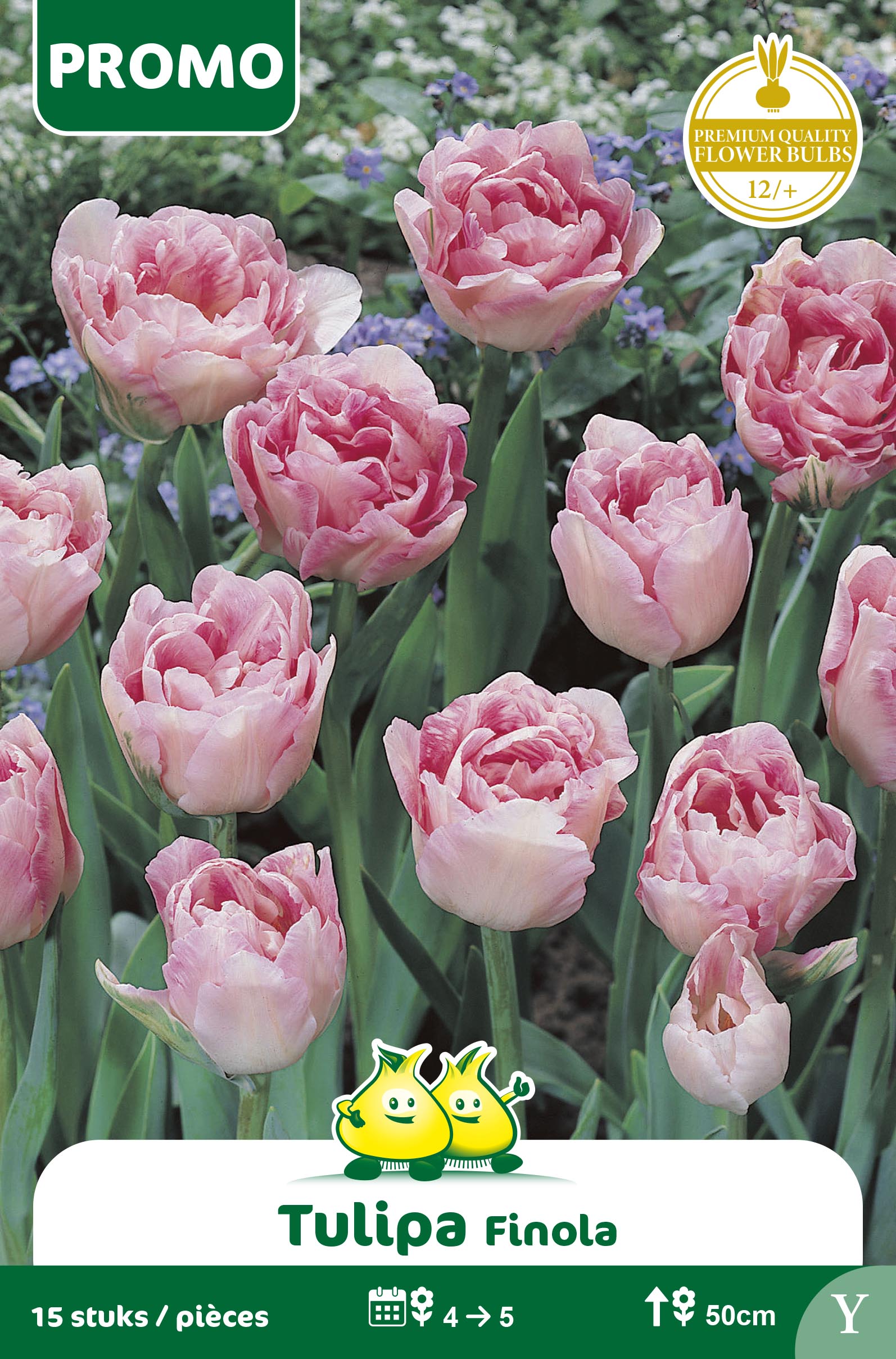 SACHET TULIPE FINOLA 15 ST Y