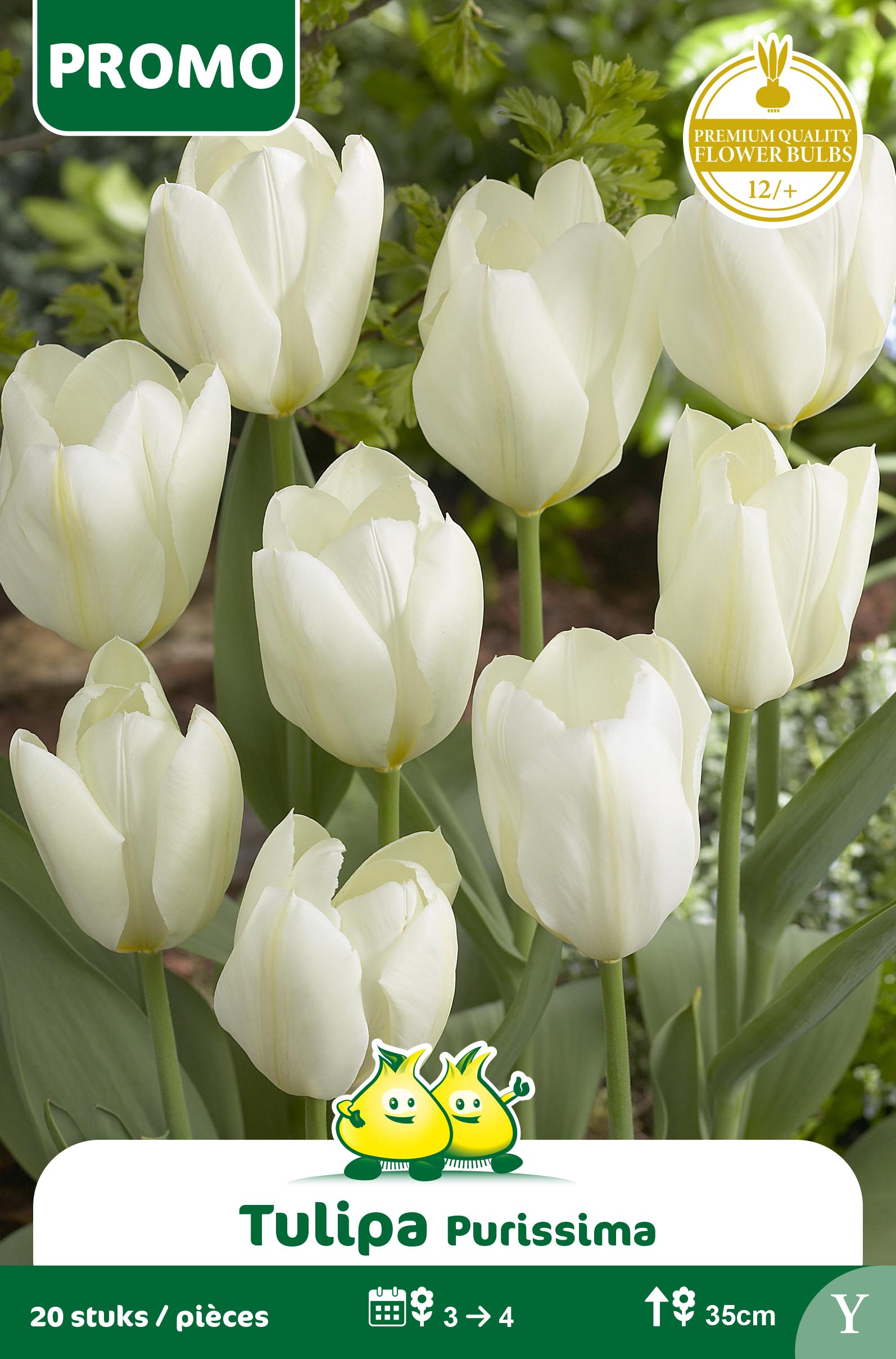 TULPEN FORSTERIANA PURISSIMA 20 st Y