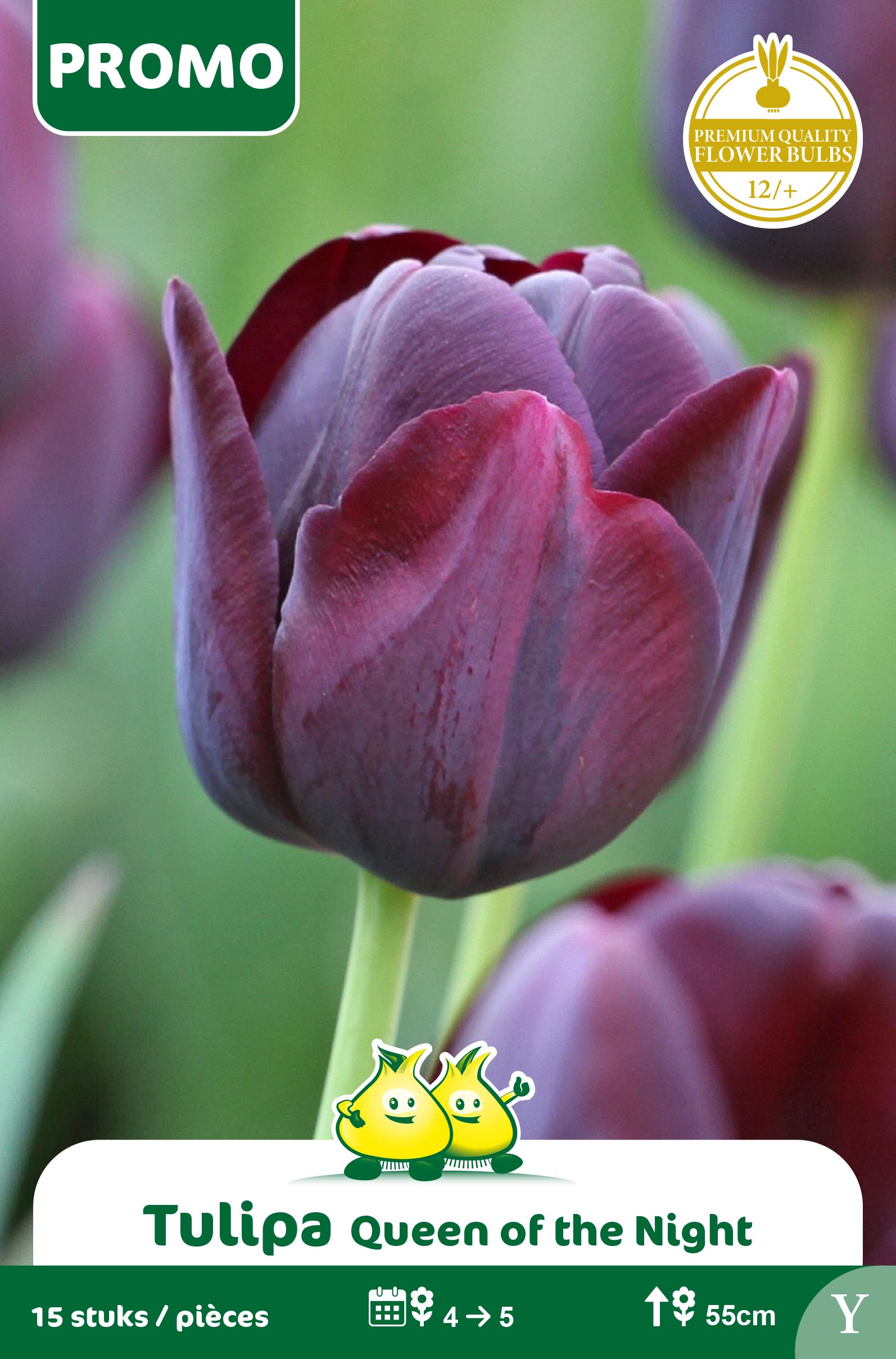 SACHET TULIPE 16 ST QUEEN OF THE NIGHT Y