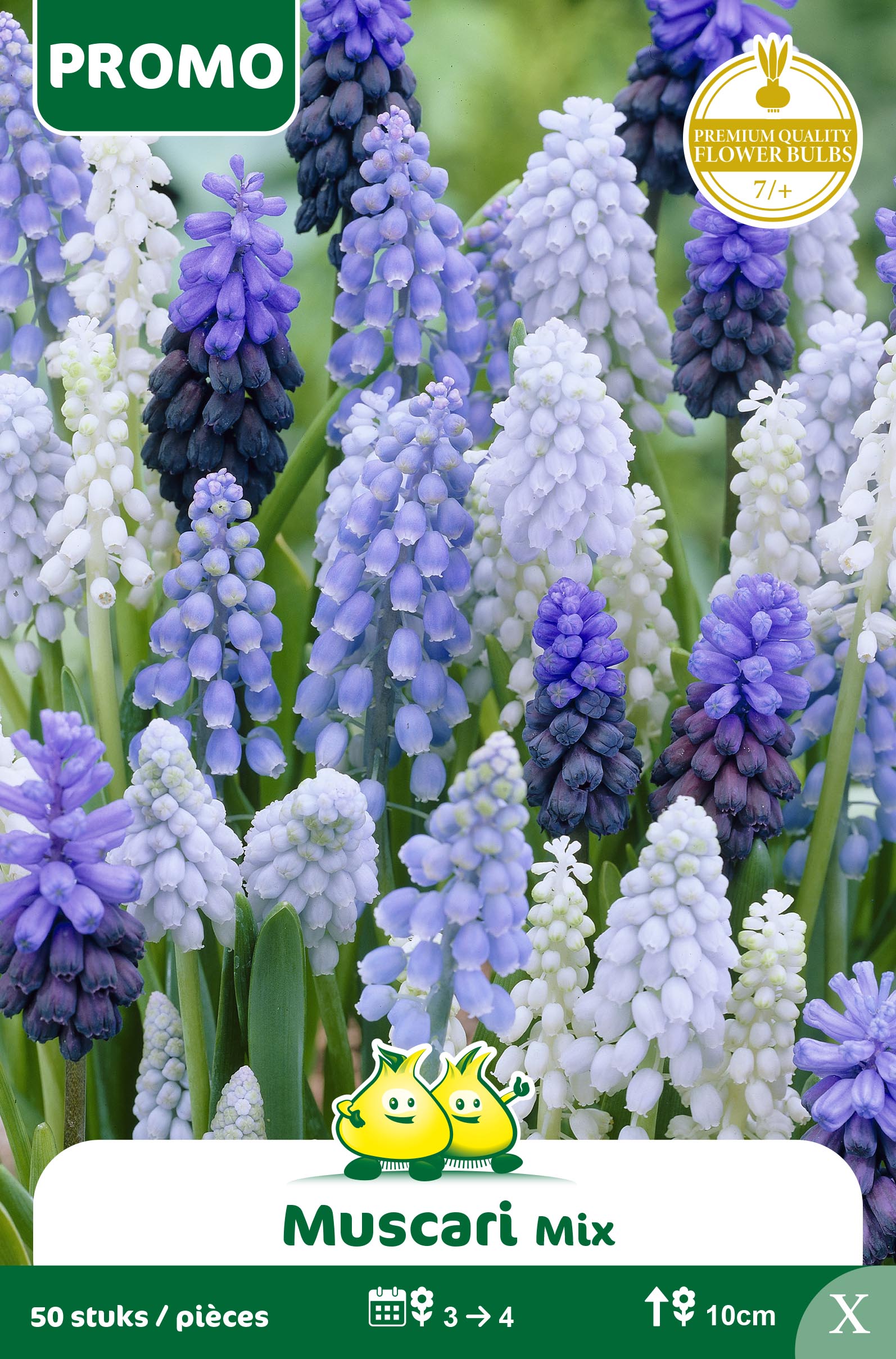 ZAKJES MUSCARI 50 ST MIX