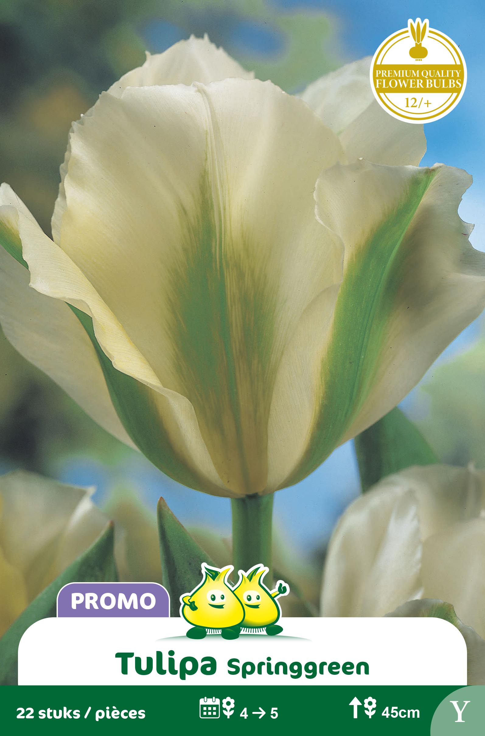 SACHET TULIPE 18 ST SPRINGGREEN 22 ST Y
