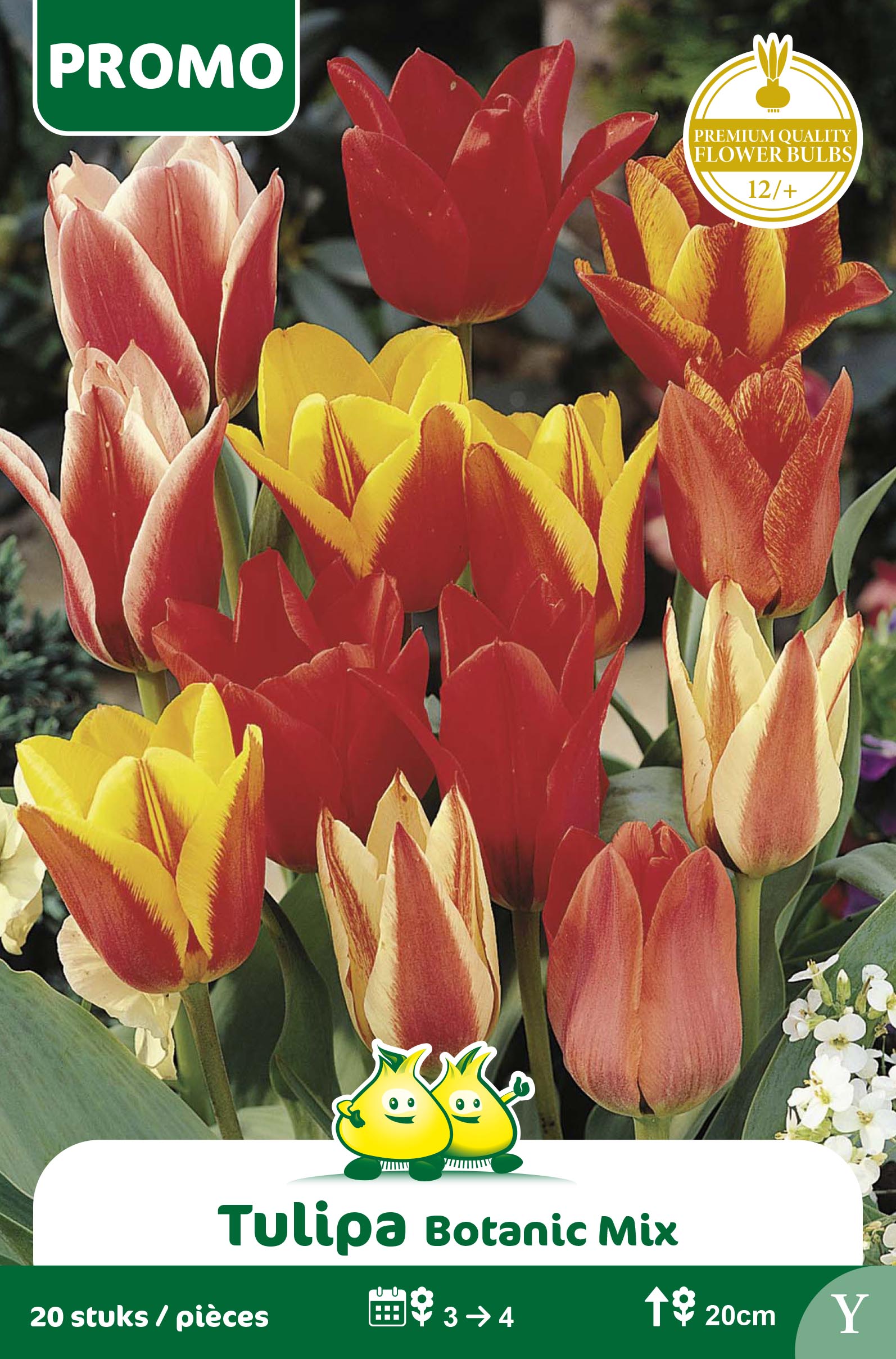 SACHET TULIPE 20 ST BOT. MIX Y