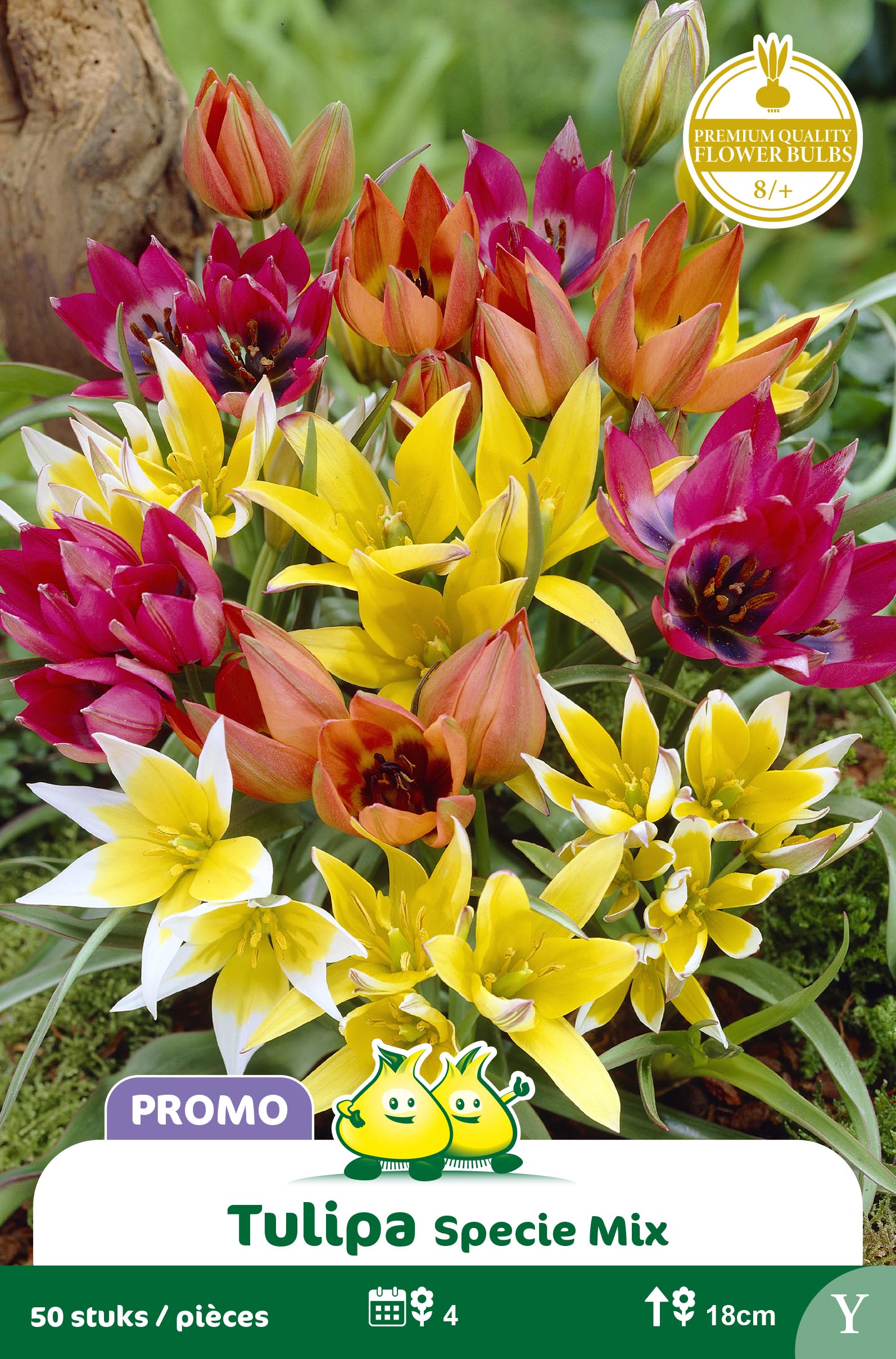 SACHET TULIPE SPECIE MIX 50 ST Y