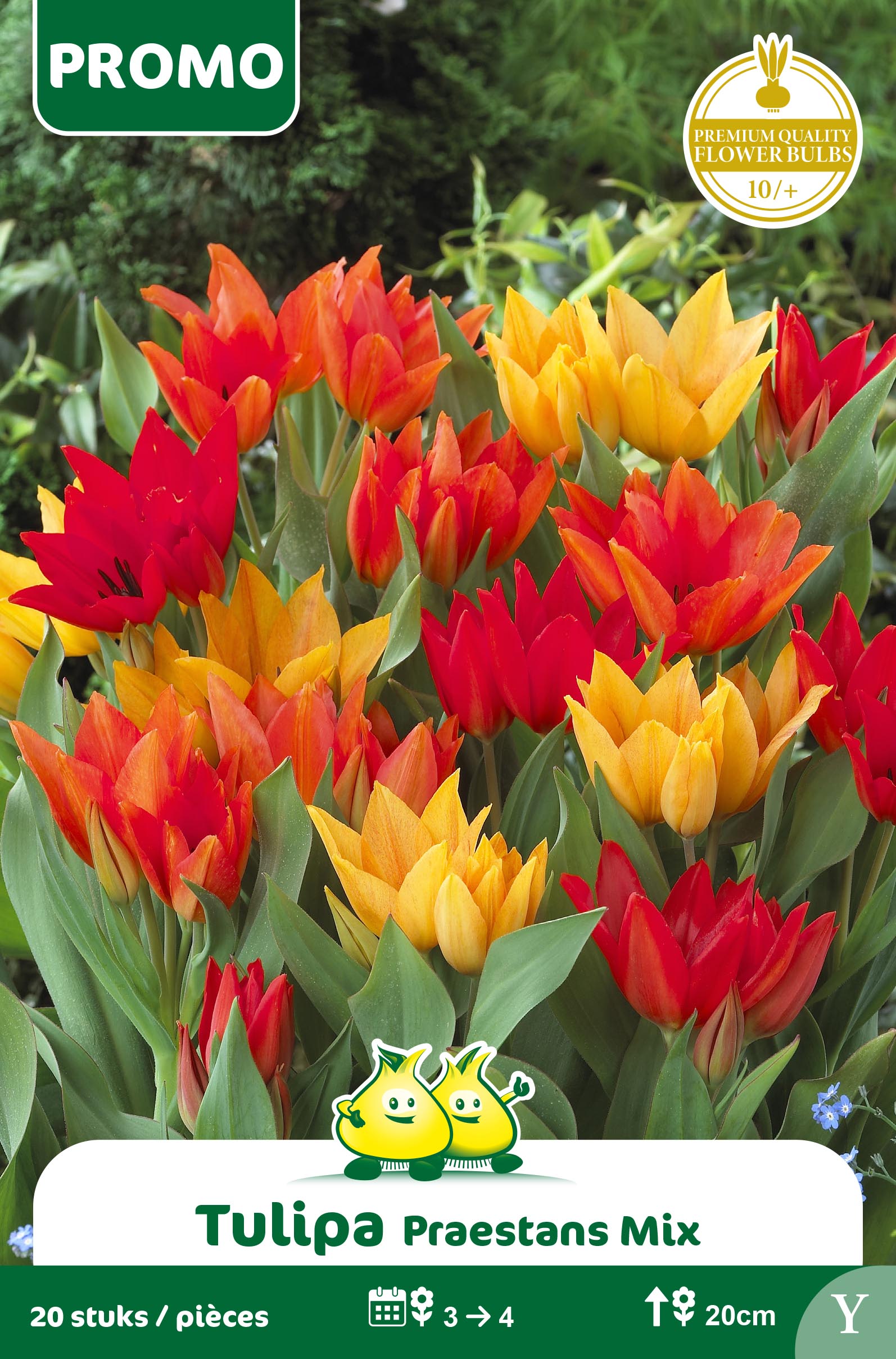 SACHET TULIPE 20 P. PRAESTANS MIX Y