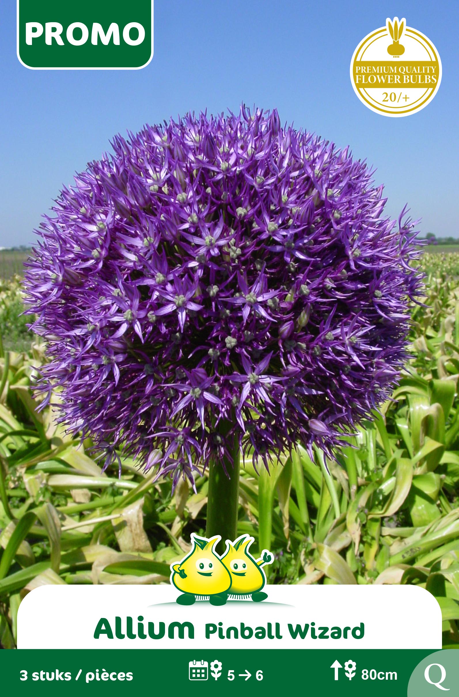 SACHET ALLIUM PINBALL WIZARD 3 p