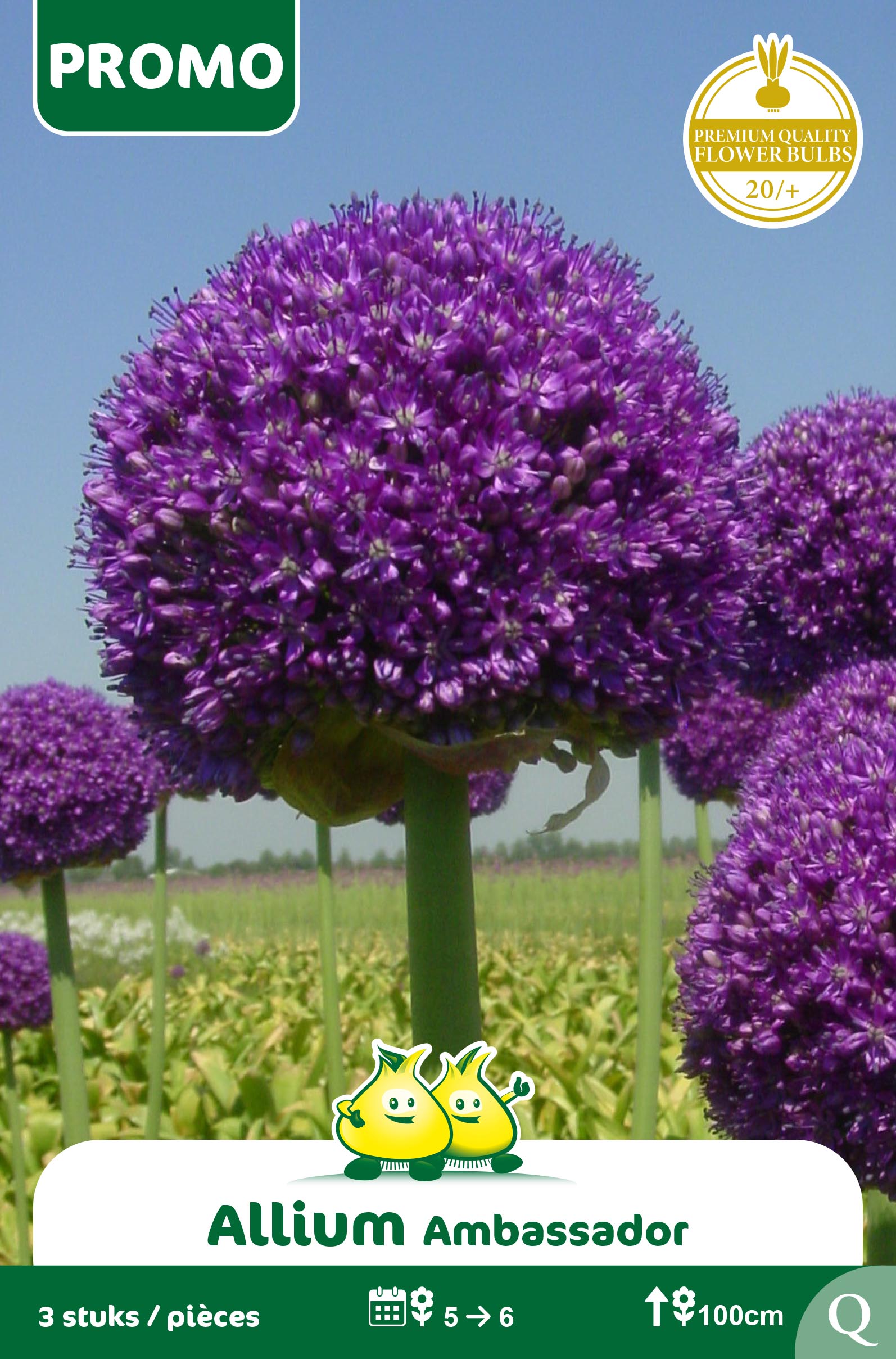 SACHET ALLIUM AMBASSADOR 3 stuks
