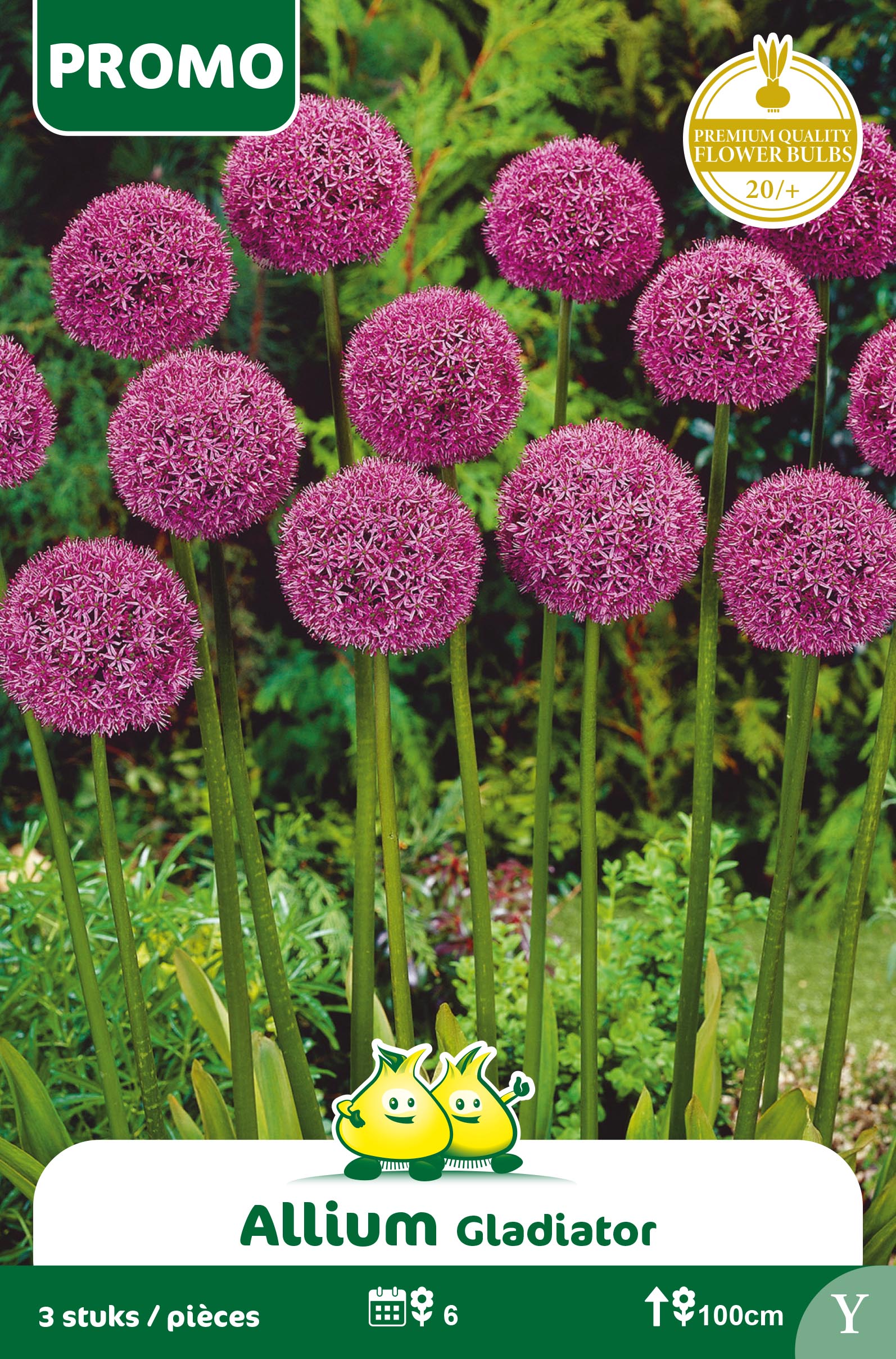 SACHET ALLIUM GLADIATOR 3 st