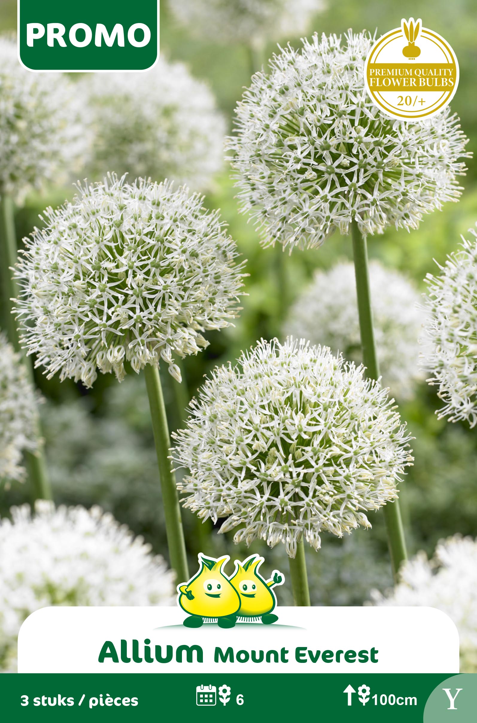 SACHET ALLIUM MOUNT EVEREST 3st